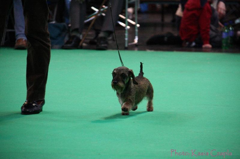 Crufts2011_2 1353.jpg